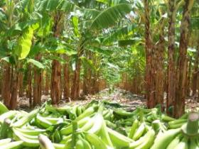 Plantación de Platanos